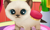 Paws to Beauty 3: Puppies & Kittens Html